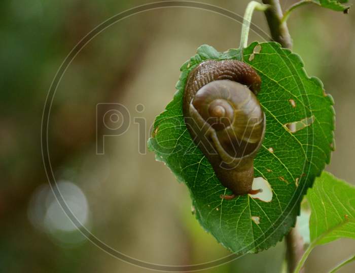 the small brown snail on the plant green leaf in the garden.