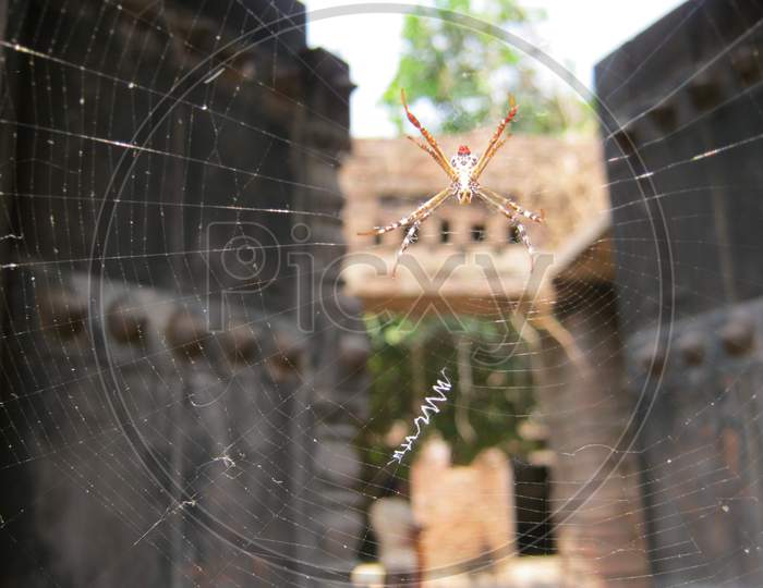 Spider Crawling On The Web At An Old House Selective Focus Blurred Background