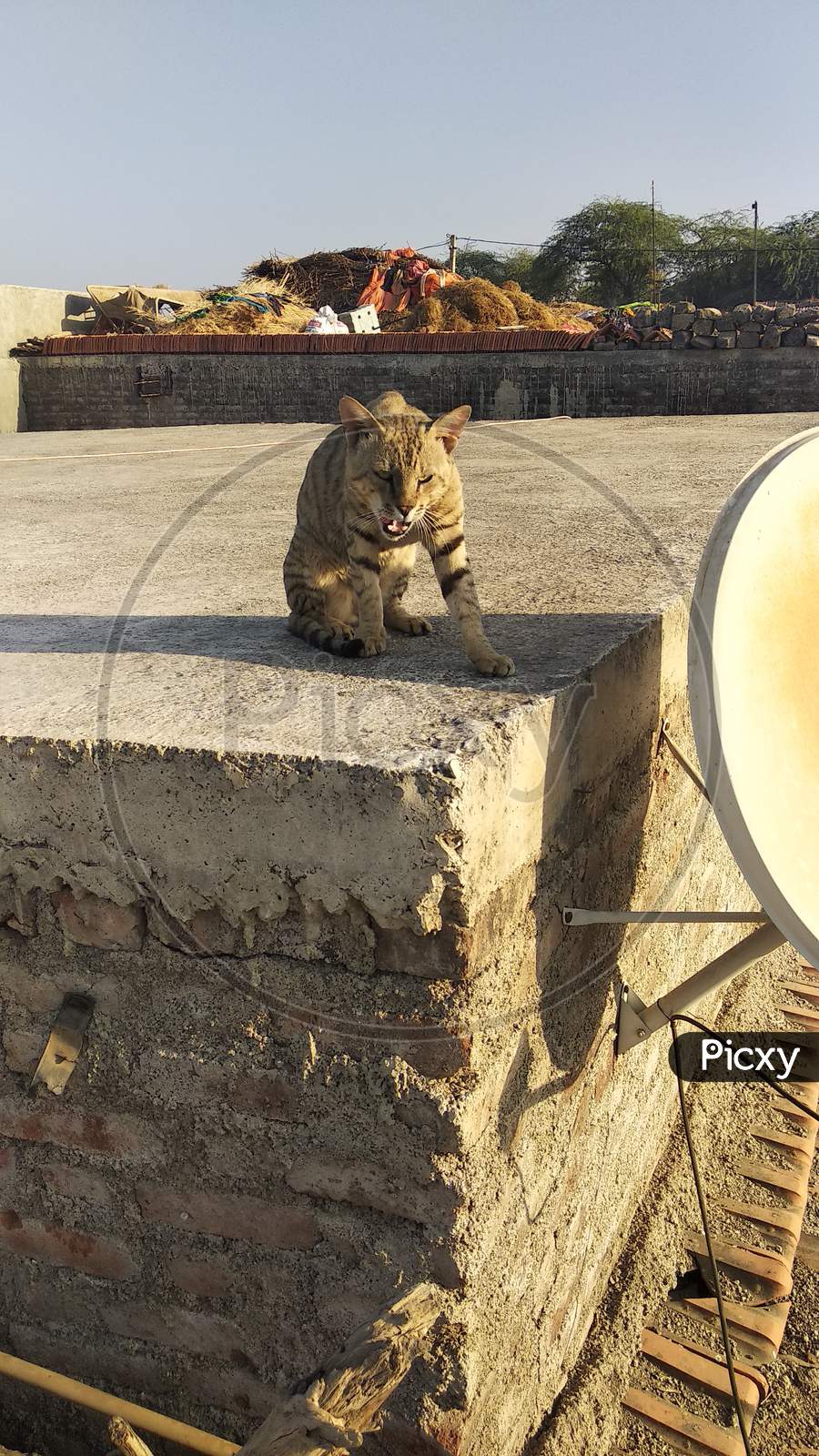 Angry adult tabby cat hissing and showing teeth Stock Photo