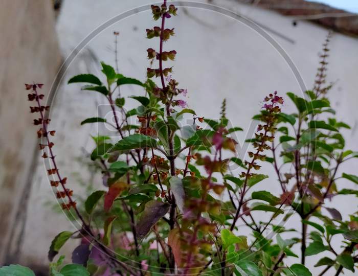 Tulsi plants flowers and leaves, a very sacred tree