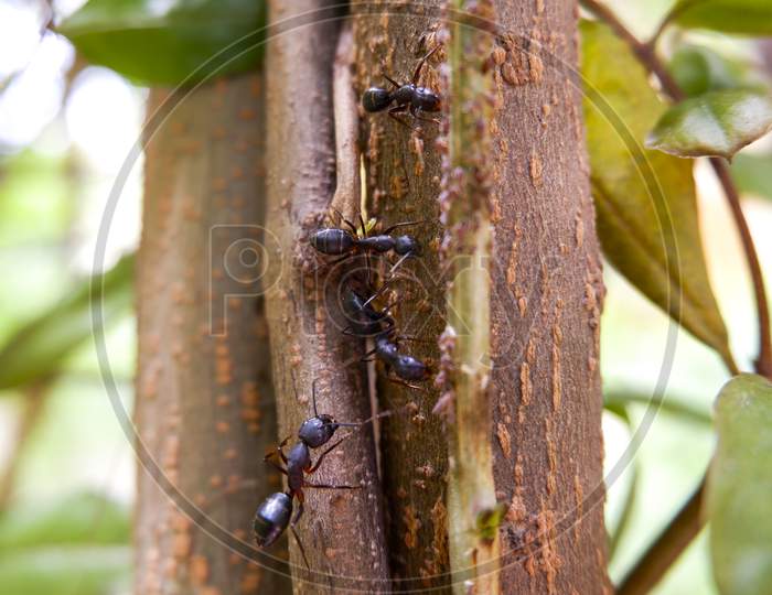 Macro Shot Of Black Ants On Tree Trunk Searching For Little Insects Food