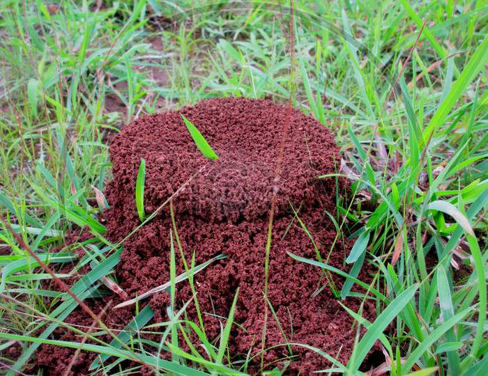 Red Fire Ants Muddy Colony House On A Green Grass