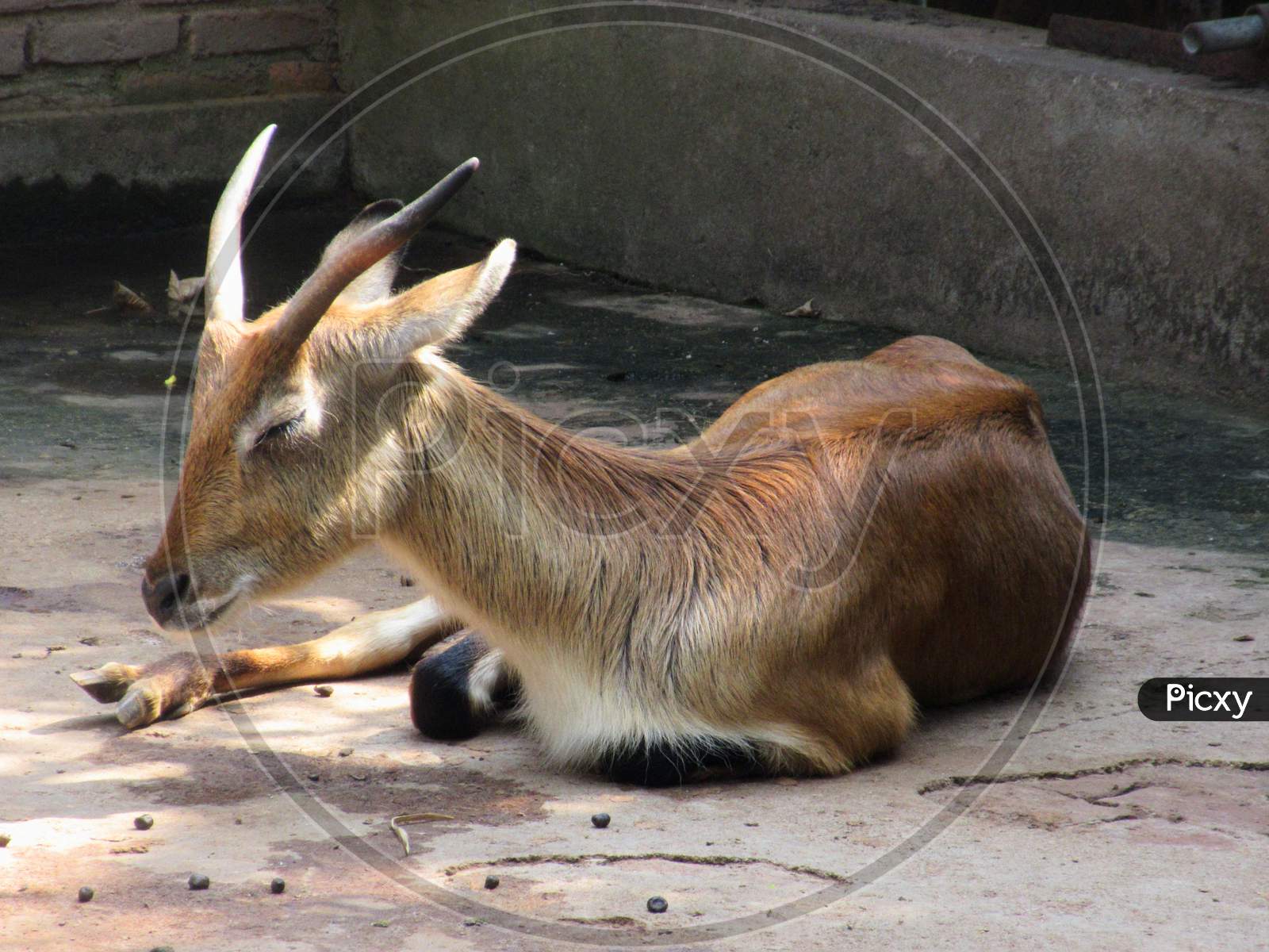 A Sleeping Brown Waterbuck In A National Park