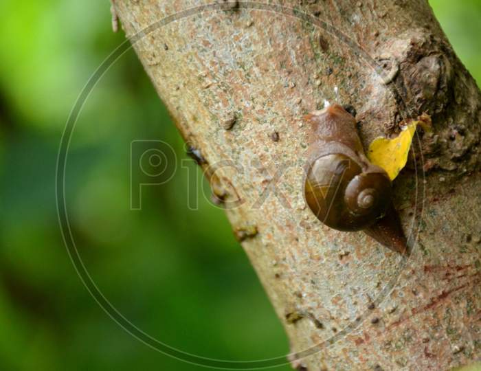 the small brown snail on the tree in the garden.