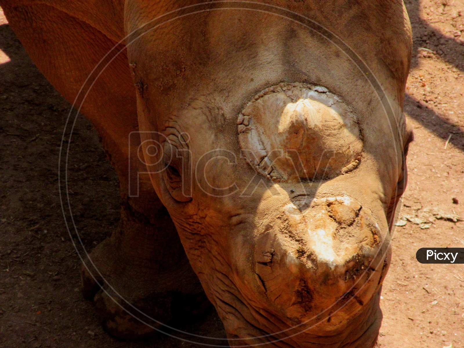 The Two Horned Rhino Rhinoceros Endangered Species In National Park
