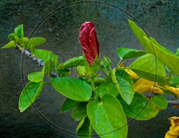 Stem and the flower bud of China rose