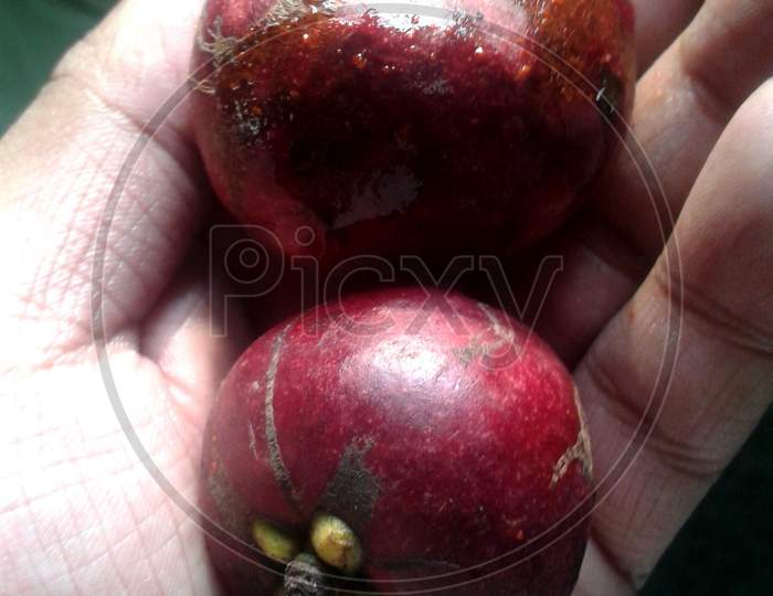 Red Kokum Fruit In Hands