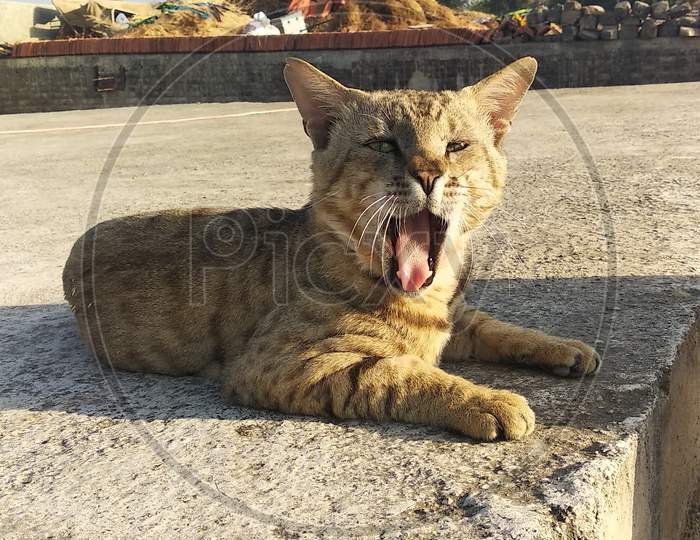 Angry adult tabby cat hissing and showing teeth