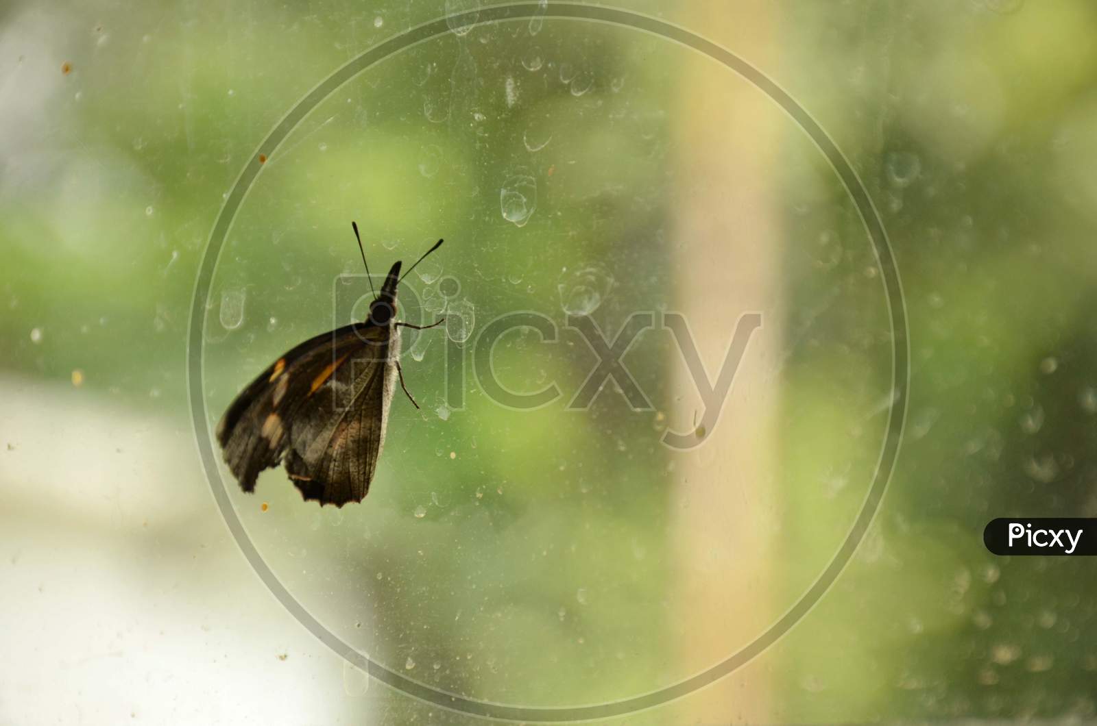 the black brown butterfly on the glass.