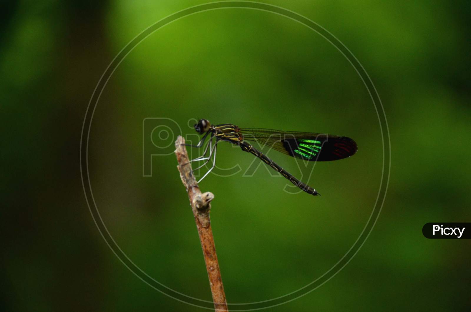 the beautiful small green dragonfly on the plant branch in the forest.