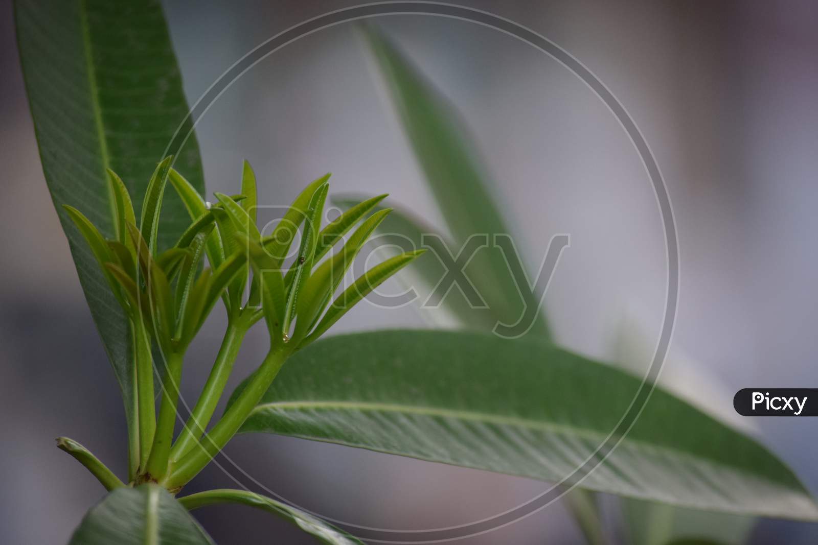 Green Plant With Leaves On Blurred Background