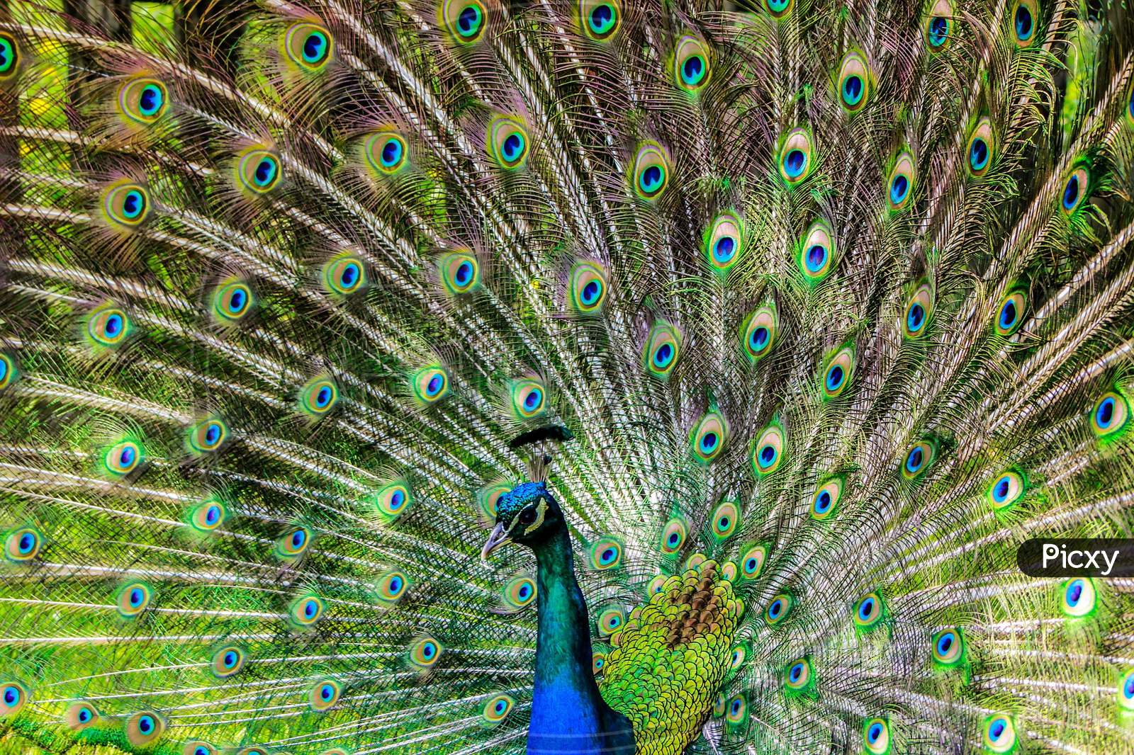 Peacock spreading it's feather