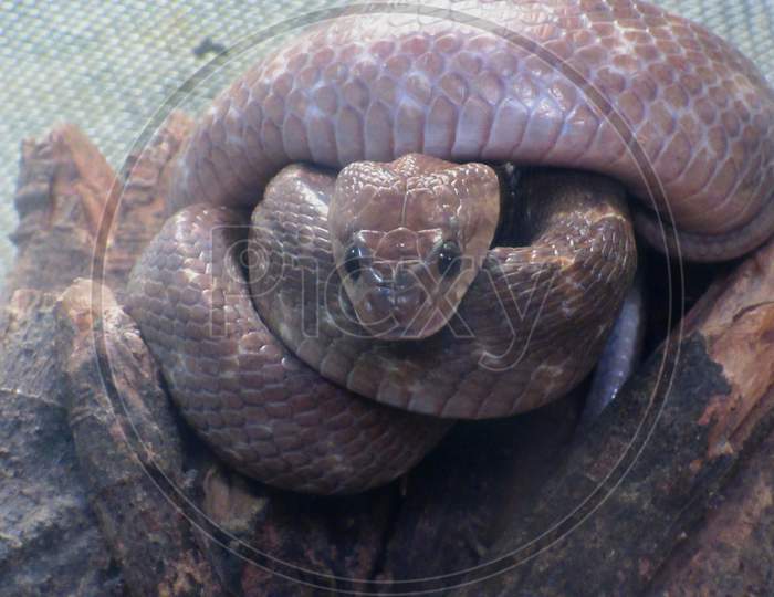 Coiled King Cobra Is A Species Of Venomous Snake Poisonous Snake