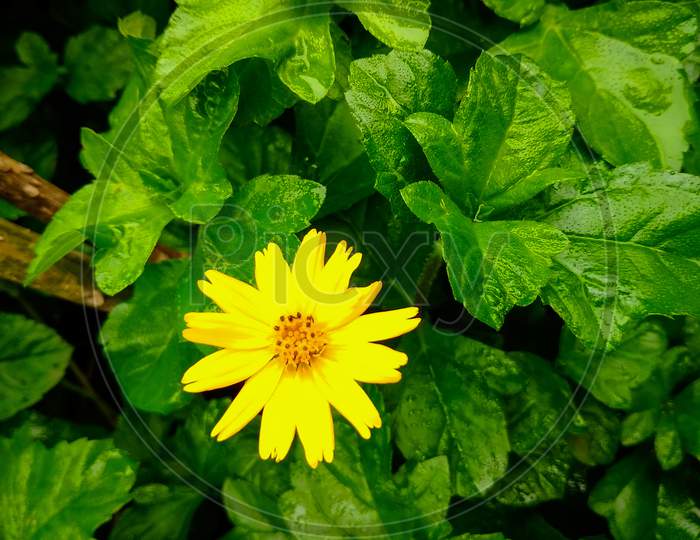Yellow Flower with Leafs