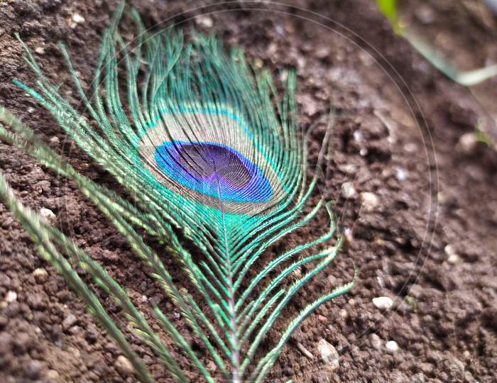 A peacock feather is a natural pleasant thing. It is a part of devotion. Feeling great experience with of soil combination at early morning.