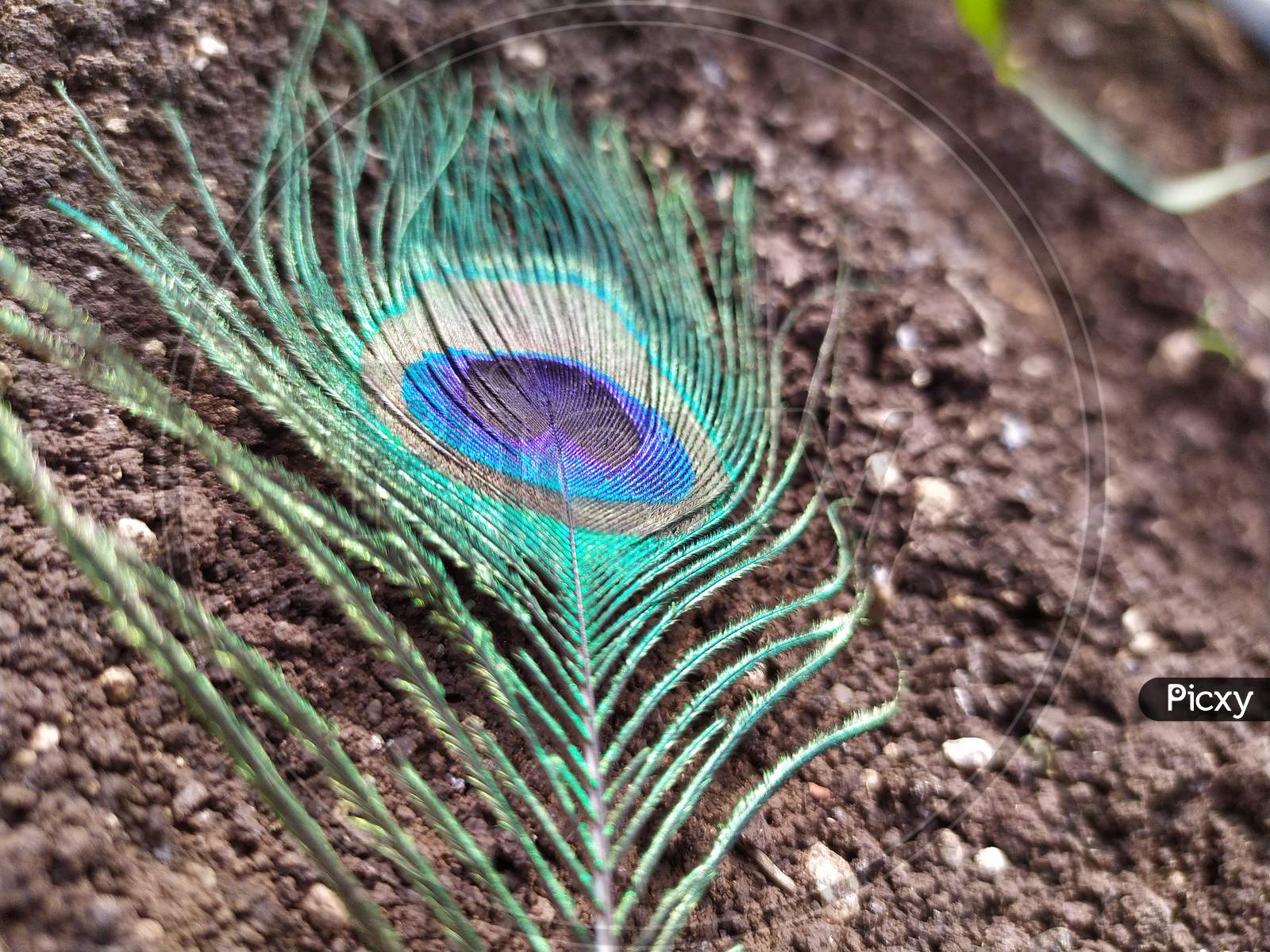 A peacock feather is a natural pleasant thing. It is a part of devotion. Feeling great experience with of soil combination at early morning.