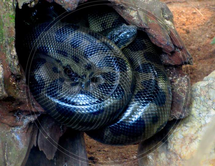 Coiled Green Anaconda About To Remove Its Skin
