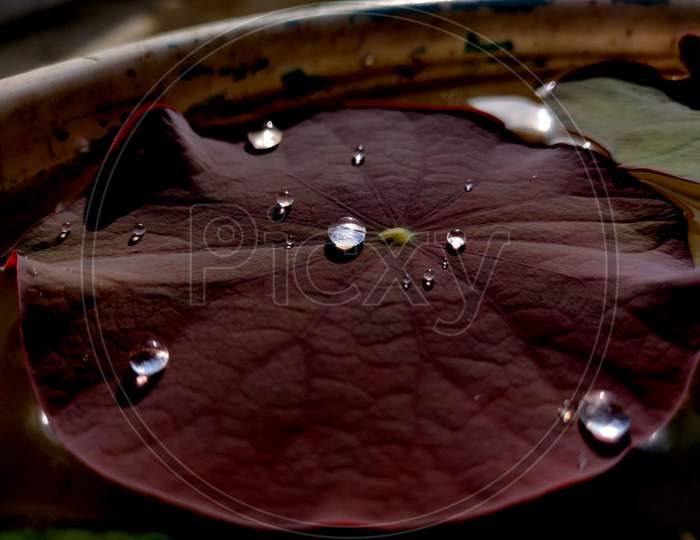 Beautiful Water Droplet On A Lotus Leaf