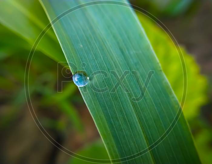 Dew Drops On The Leaves Of Millet Plant In The Field