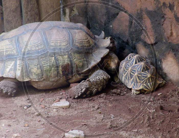 Baby Tortoisetortoise With Mother Tortoise Looking After It