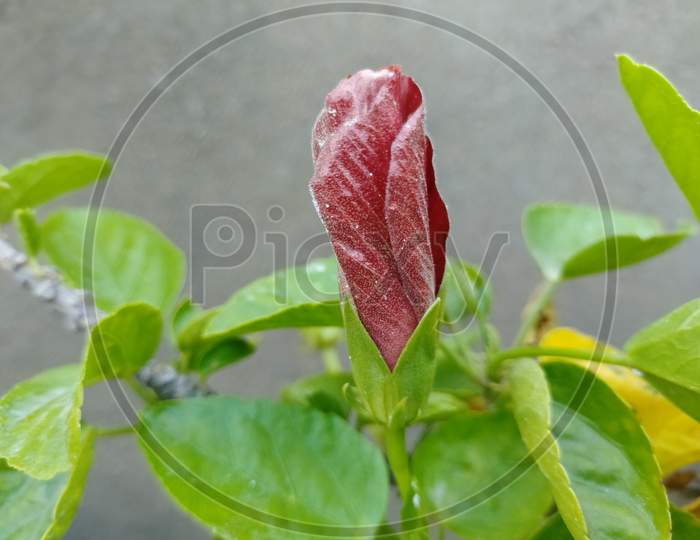 A bud of China rose