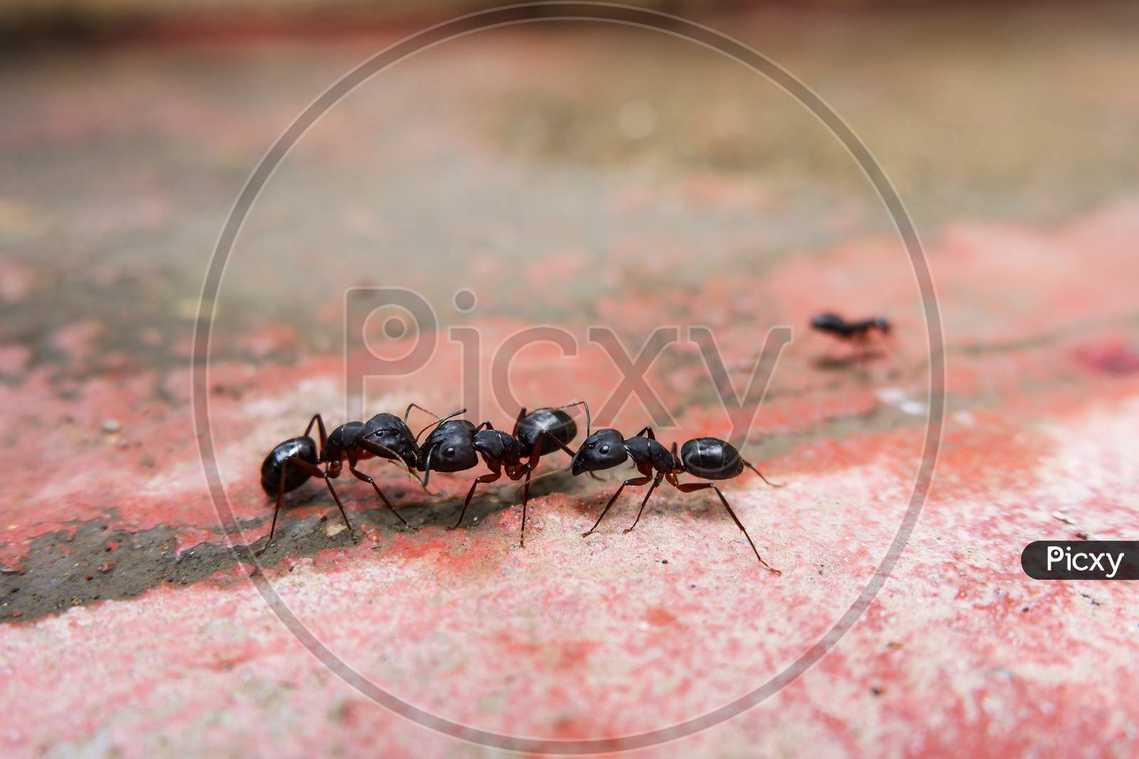 Closeup Shot Of Black Ants Communicating Each Other