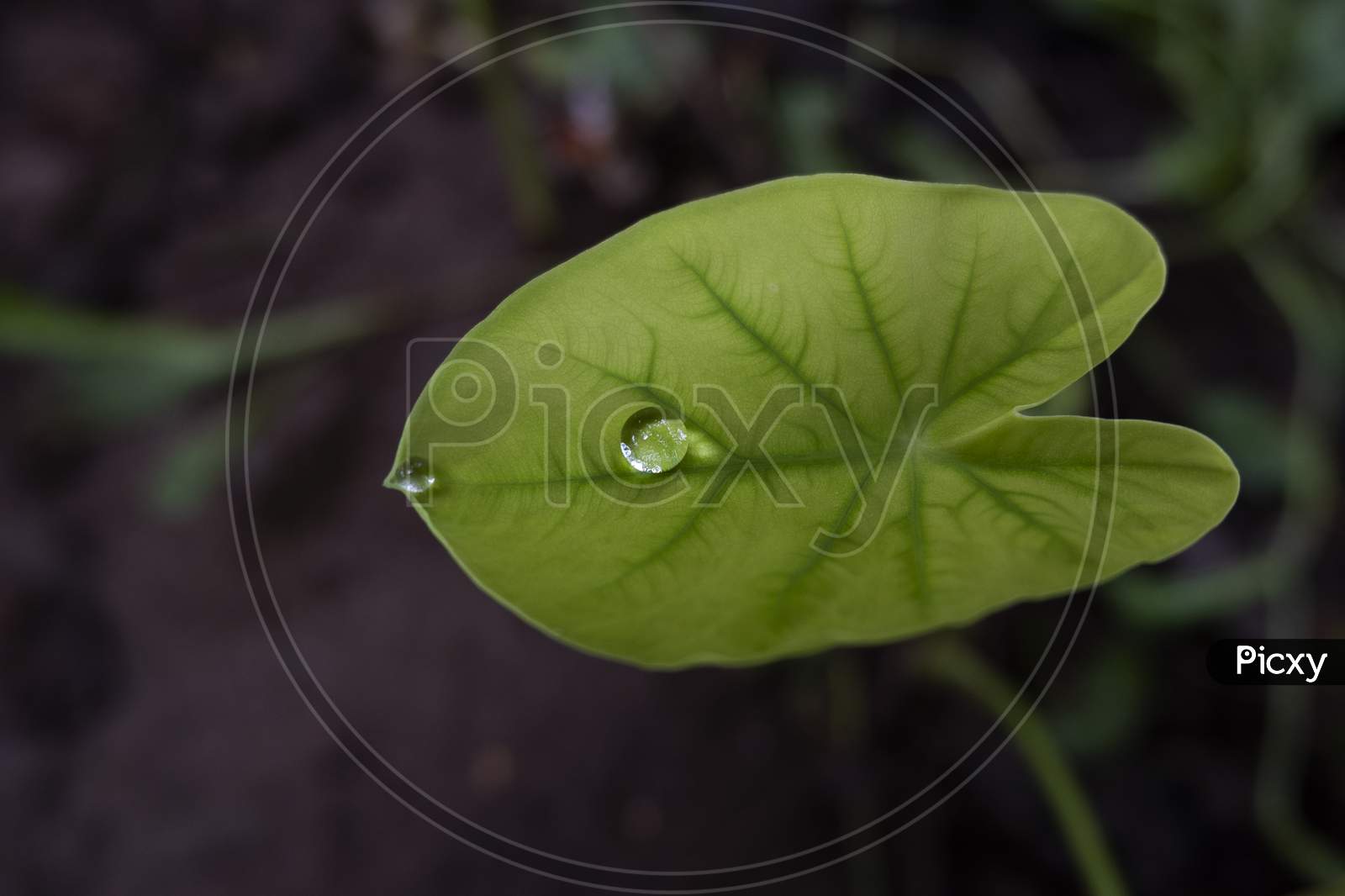 Macro Shot Of Rain Drops On Green Leaf In Garden