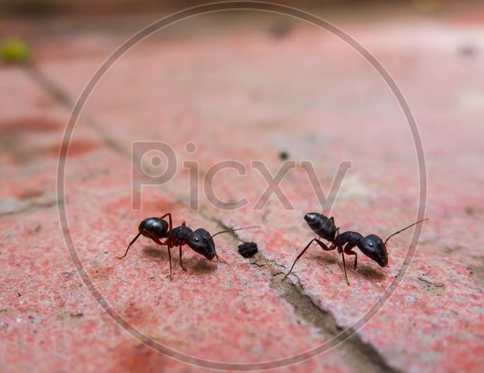 Closeup View Of Black Ants Busy On Work