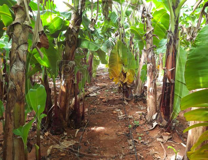 Banana plants from villages