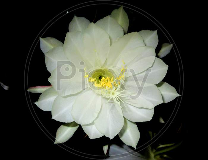 Brahma Kamal A Rare Flower Night Blooming Cereus, Queen Of The Night, Lady Of The Night