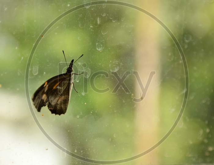 the black brown butterfly on the glass.