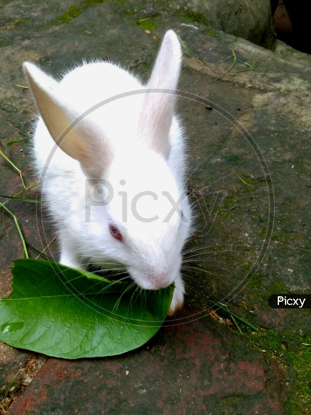 Cute white rabbit eating a leaf