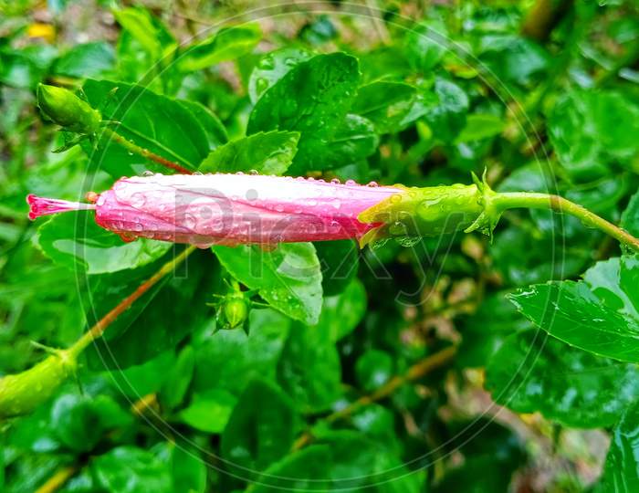 Hibiscus flower in rain