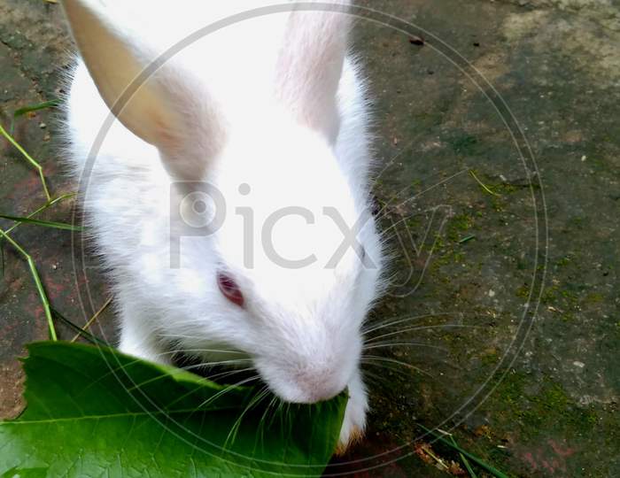Cute white rabbit eating a leaf