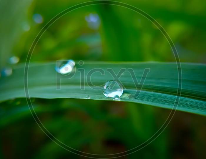Dew Drops On The Leaves Of Green Plants In The Field