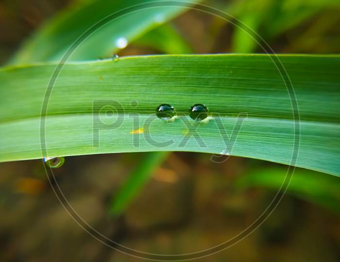Dew Drops On Green Plant Leaves