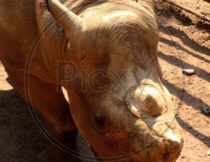 The Two Horned Rhino Rhinoceros Endangered Species In National Park