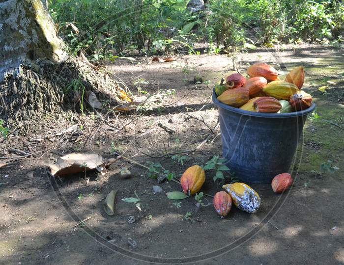 Cacao Fruit Is Placed In A Black Bucket