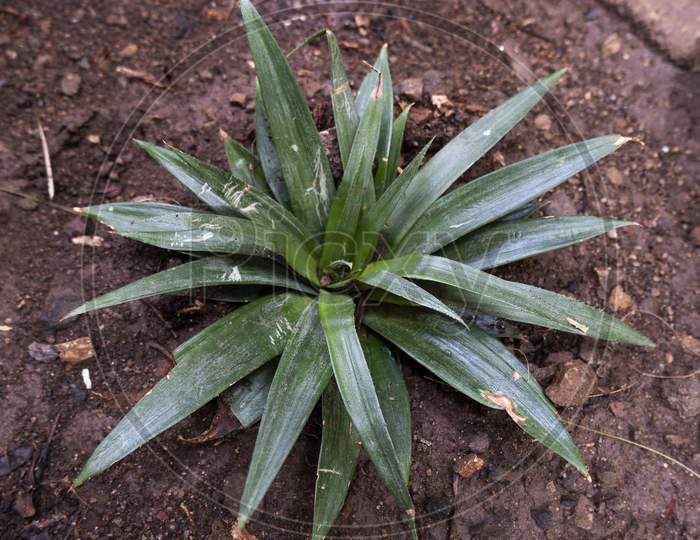 Top View Of Pineapple Plant In Home Garden