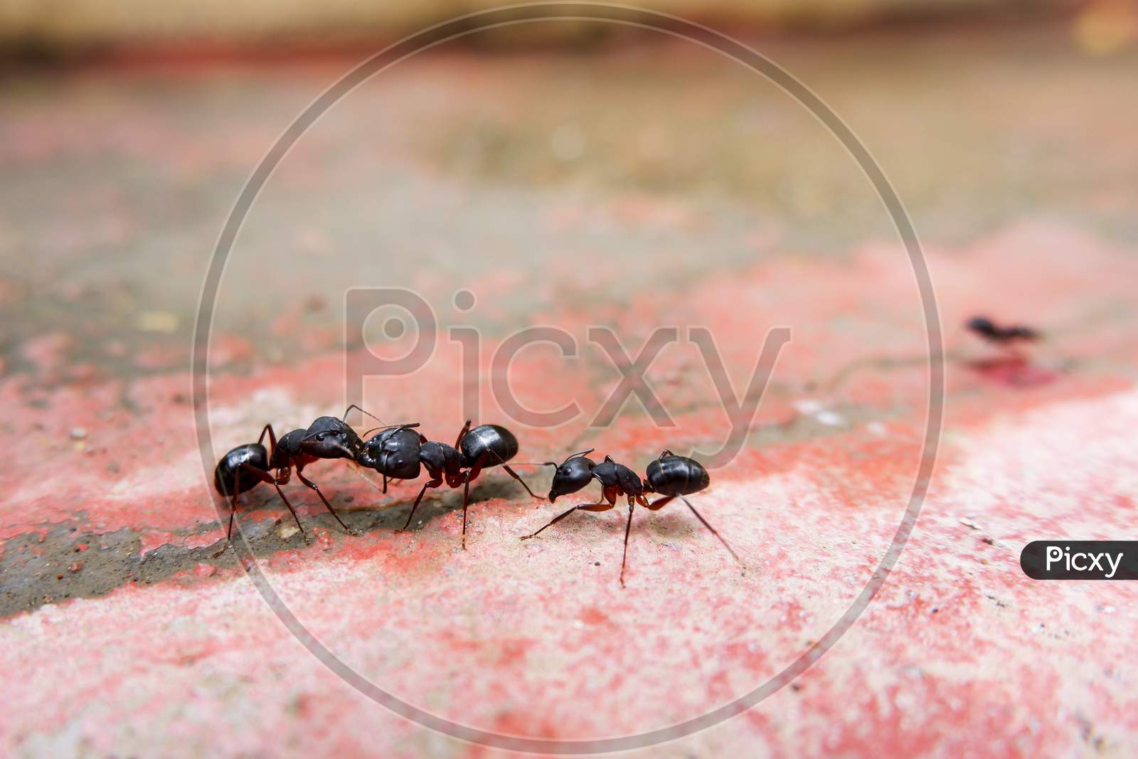 Macro Shot Of Black Ants Communicating Each Other