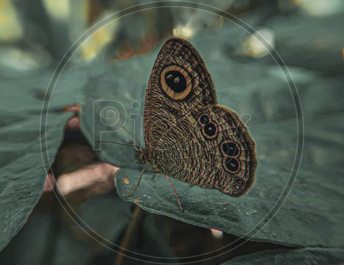 Ypthima huebneri, the common fourring, is a species of Satyrinae butterfly found in Asia.
