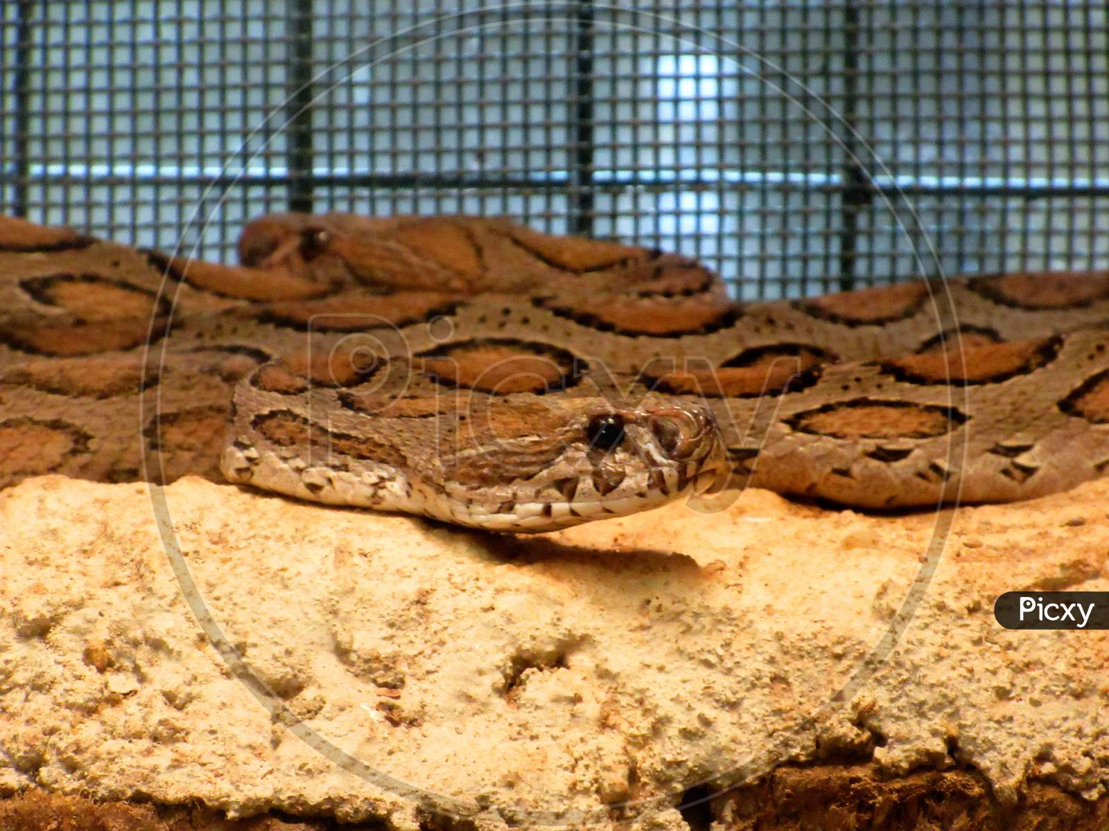Coiled Russell Viper Daboia Russelii Is A Species Of Venomous Snake Poisonous Snake