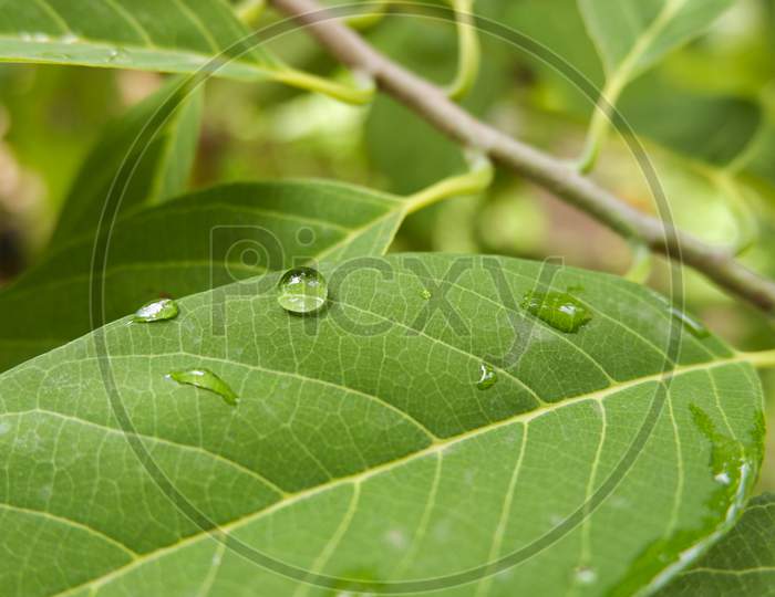 Closeup Shot Of Rain Drops On Green Leaf