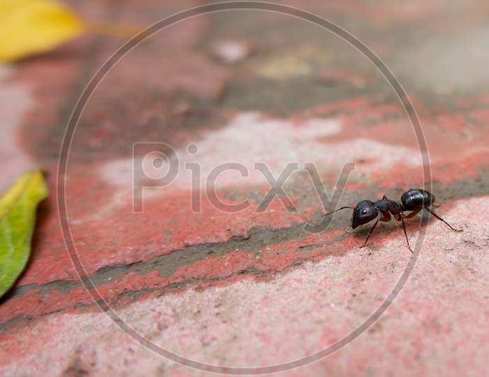 Macro View Of Black Ant Searching Food