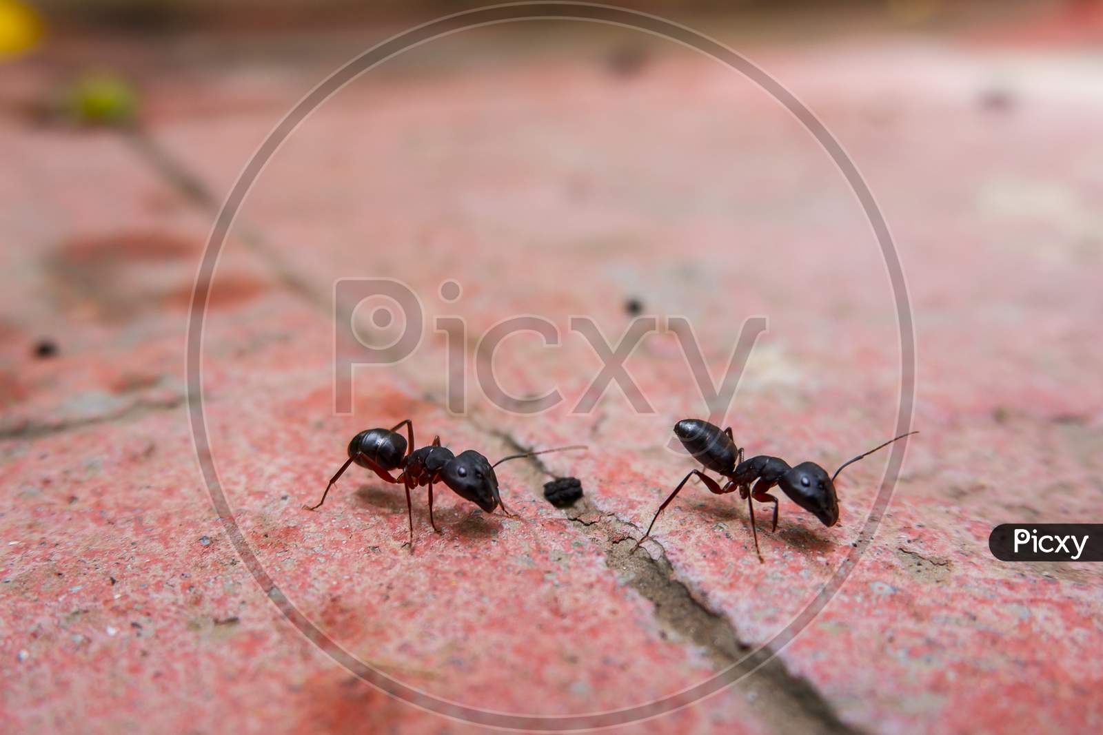 Closeup View Of Black Ants Busy On Work