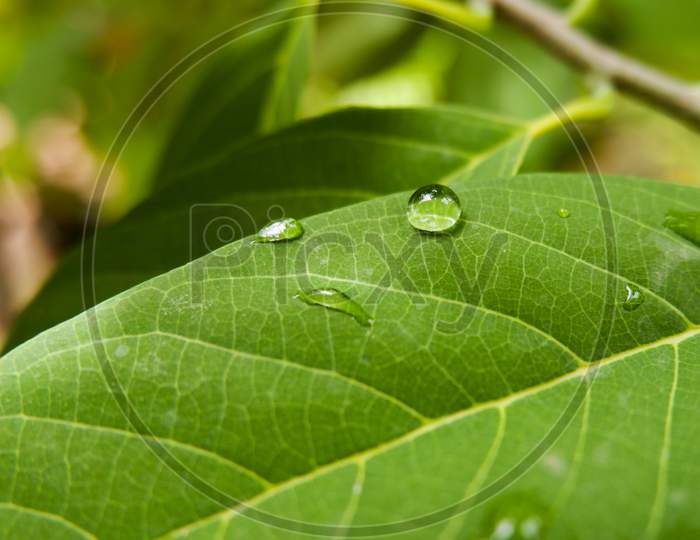 Macro Shot Of Rain Drops On Green Leaf In Garden