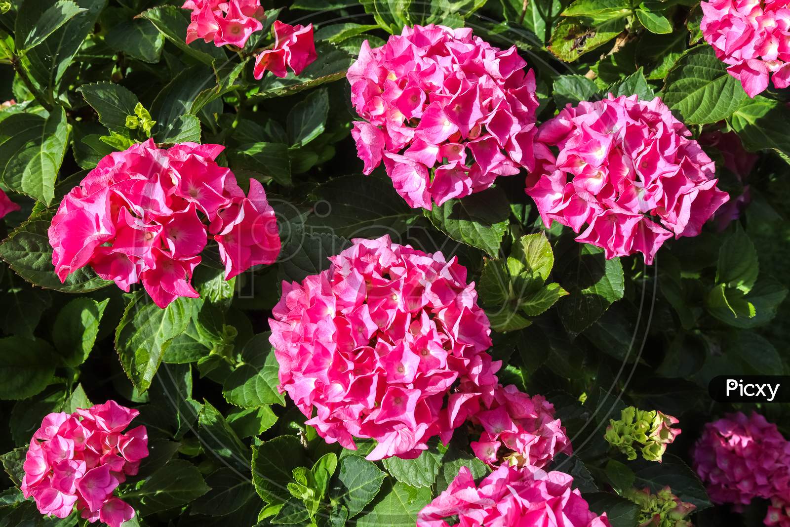 Image of Pink hydrangea serrata bush