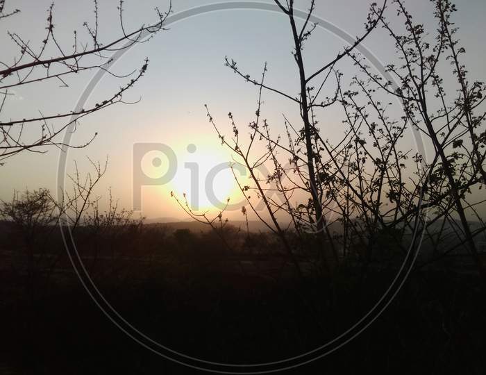 Sunrise Seen Through Dried Trees And Bushes