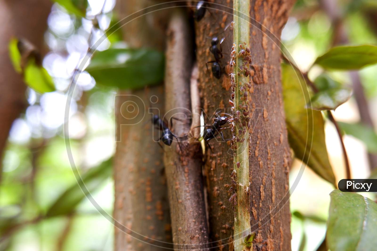 View Of Black Ants On Tree Trunk Searching For Little Insects Food