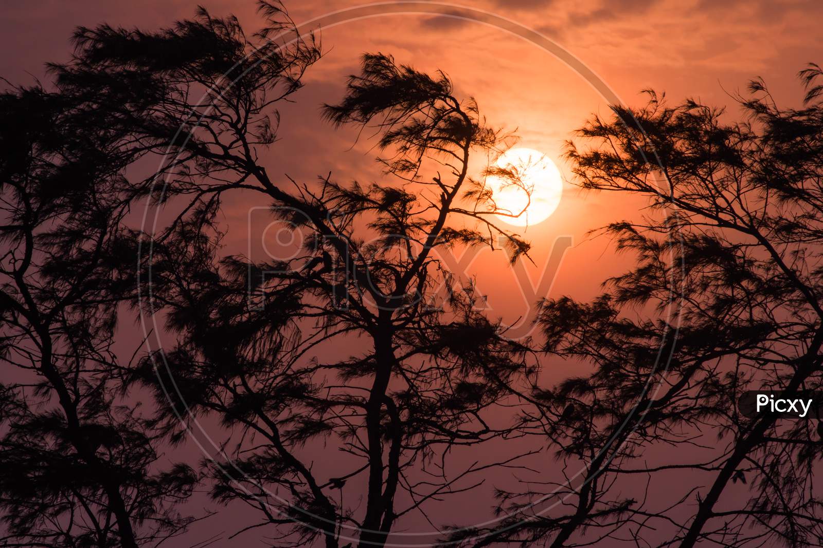 tree sunset silhouette